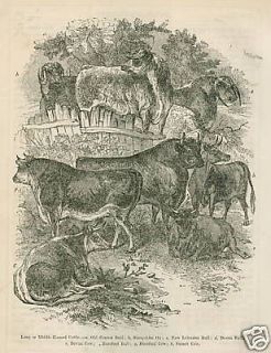 1860 Print Cattle Old Craven Devon Hereford Sussex