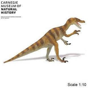 Dinosaur Velociraptor Carnagie Collection   Buy $50 plus, get FREE 