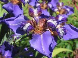Neomarica Caerulea Regina tropical Iris live plant
