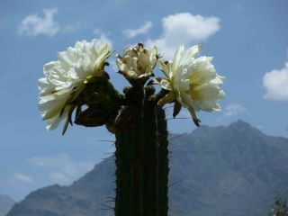 100 KK338 TRICHOCEREUS PERUVIANUS VAR. HUANCAYO Peruvian Torch Cactus 