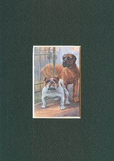 English Bulldog and Mastiff   Dog Print   CLEARANCE