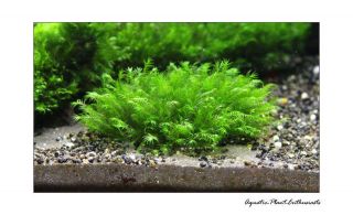 Live Aquarium Plants / Moss on Mesh /Easy/ EU Grown / High Quality 