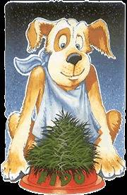Organic Dog Grass ★ Rye ★Good Natural Nibbing Treat for Your 