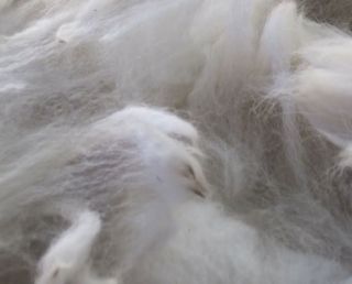 wool fiber