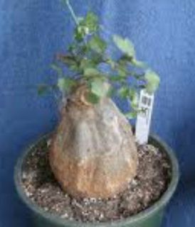 Exotic Sinningia Iarae caudex succulent seeds~Caudicif​ormis Plants 