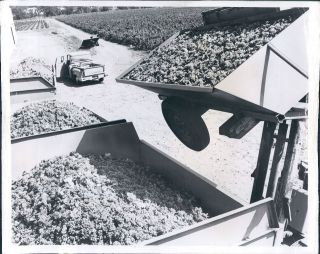 1969 Modern California Winemaking Grapes Gathered for the Crusher Wire 