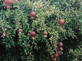 pomegranate tree in Trees