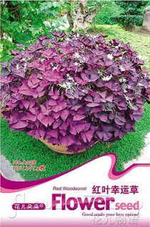 Sack 2 Clover Flower Seed Potted Starry Beautiful Plant Magic Price