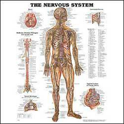 Nervous System Anatomical Chart Anatomy Poster LAMINATED