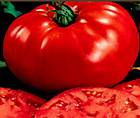 Go For it Grow Worldest Largest Tomato, 7# DELICIOUS TOMATO SEEDS
