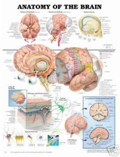 Anatomy of the Brain Anatomical Chart Poster Model NEW