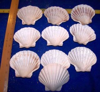 10 LARGE BAKING SCALLOP CLAMS SEAFOOD COOKING SHELLS