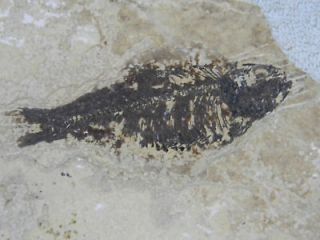 Knightia Alta Fossil Fish From Kemmerer, Wyoming
