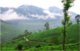   Organic India Malabar Monsooned Voyage   Whole Coffee Beans 5 LBS