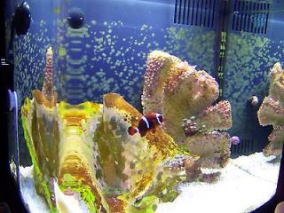 OCEANIC BIOCUBE SALTWATER FISH TANK COMPLETE SETUP PICO REEF MANY 