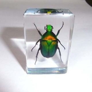 New Real Insect Amber Insect Specimen Beetle Sample