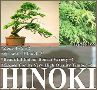 BULK Hinoki Cypress Seeds ~ Japanese White Cypress Chamaecyparis 