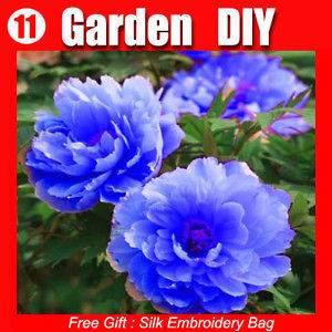Pack 20+Flowers Seeds Peony Chinese Rare Blue Lovely Home Garden 