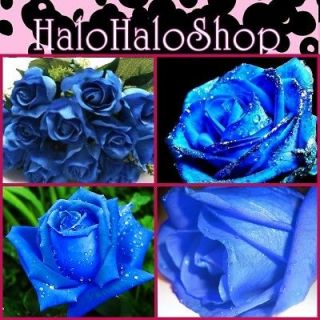 100 SEEDS Blue Roses Rose Prosperity Family Rosaceae Flower Perennials 