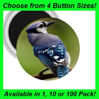 Blue Jay Bird   Button/Badge   Fridge Magnet  MM1050