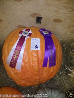 GRAND CHAMPION ~Organic Heirloom World Record Class Giant Pumpkin 