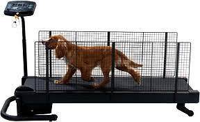 New Fit Fur Life Dog Treadmill Medium Model Dog Fitness Exercise 