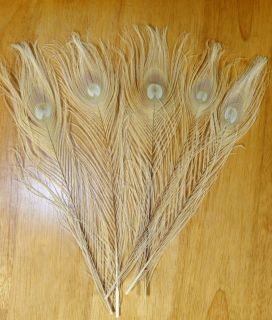 10 Select Egg Shell/ Tan (Bleached) Peacock Eye Feathers 10 to 14 