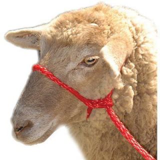 Sheep Goat Llama Alpaca Braided Poly Rope Halter w 4 Lead   13 Colors