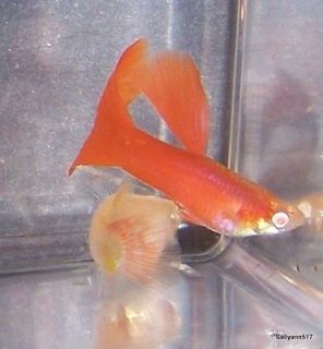 Albino Full Red Moscow Fancy Tail Guppies 2 pair