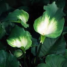 Green Goddess Calla Lily flower Seeds. Added packets of seeds get Free 