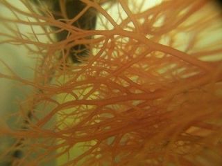 MACRO ALGAE GRACILARIA 2 PODS LIVE SALT WATER FISH FOOD AMPHIPODS