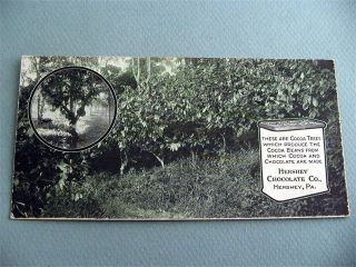 HERSHEY Chocolate Cocoa Trees Advertising Antique Postcard