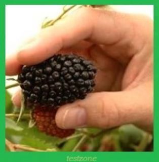   Crown Blackberry Plant   20 Seeds   Giant Thornless Blackberries