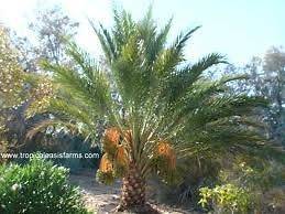 True medjool date palm tree Seeds~Phoenix dactylifera