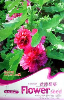   20+ Flowers Seeds Potted Hollyhock Seeds Blush HOT Home Garden Plant