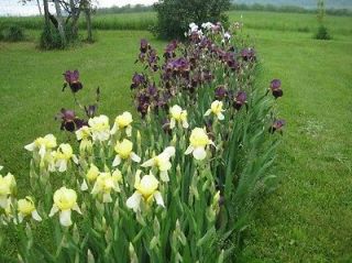   Bearded Iris RhizomesPer​ennial, spring blooming, garden flowers