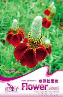   + Flowers Seeds Meringue Coneflower Echinacea Seeds Home Garden Plant