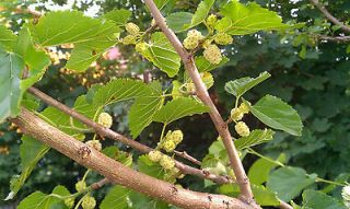 mulberry tree in Trees