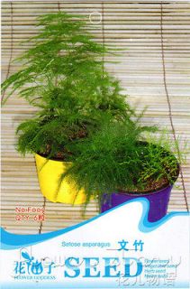   Setose Asparagus Seeds Green Enjoyable Pine Shaped Home Garden Plant