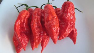 50 Bhut Jolokia, hot pepper seeds(Ghost Pepper, Naga Jolokia)