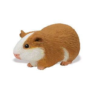 free guinea pigs in Pet Supplies