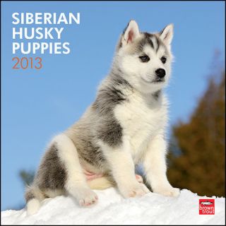 siberian husky puppies in Collectibles