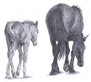   Horse pencil art drawing picture Limited Edition print UK artist