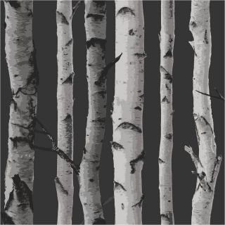   / Silver   31052   Birch Tree   Forest Woods   Fine Decor Wallpaper