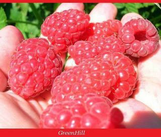 British Columbia Ruby Tulameen Raspberry  20 Seeds  High Yielding 