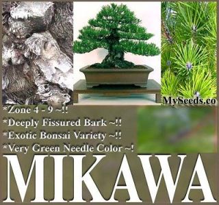 BULK MIKAWA Black Pine Tree Seeds Japanese Bonsai Pinus thunbergii 