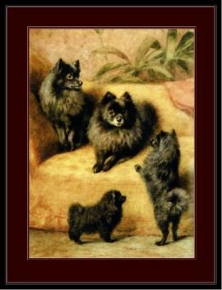 English Print Black Pomeranian Puppy Dog Art Picture