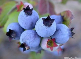 Lowbush Blueberry, Vaccinium angustifolium, Seeds