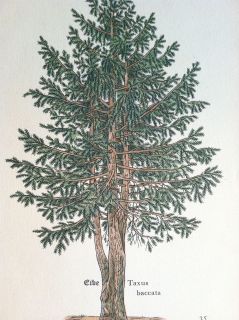 vintage ANTIQUE botanical TREE PRINT forrest PINE CONE wood NEEDLE 