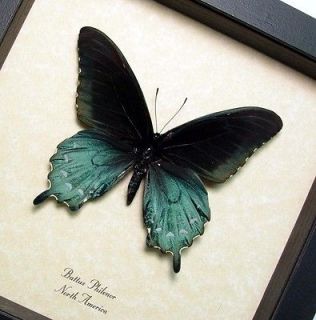   Christmas Gift Spotted African Swallowtail Butterfly Display Real 207